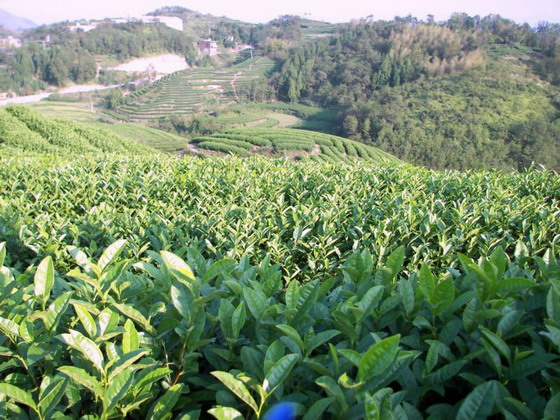 朝陽早香茶基地