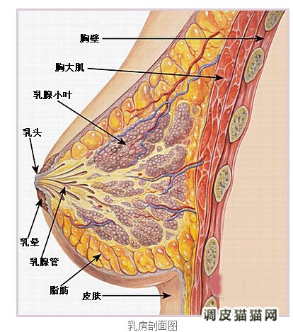 乳腺癌切除術後即刻乳房再造