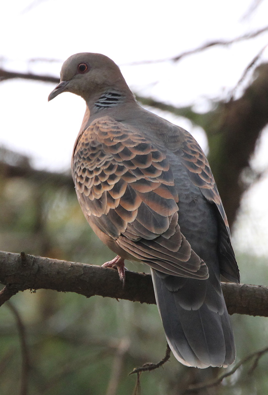 棲息中的山斑鳩