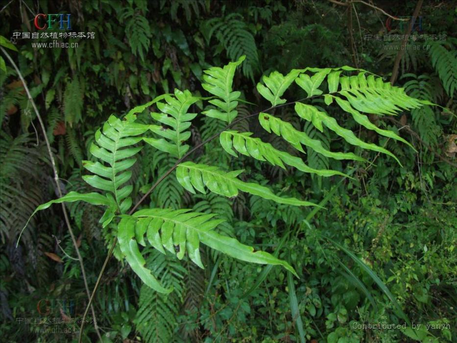 變異鳳尾蕨（變種）