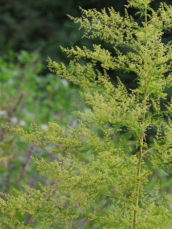 黃花蒿(黃花蒿)