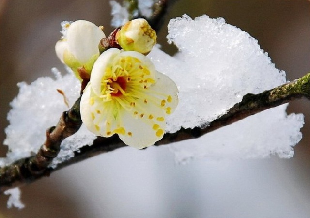 冬雪(山茶屬栽培品種)