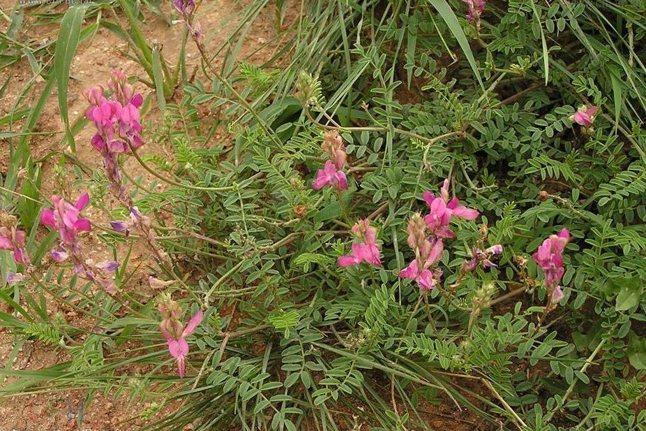 短翼岩黃芪