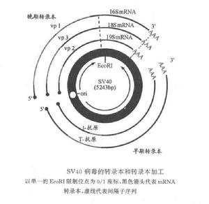 猿猴空泡病毒