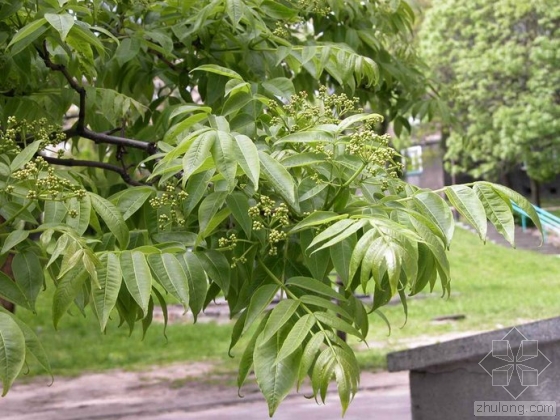 黃檗花垣家系05