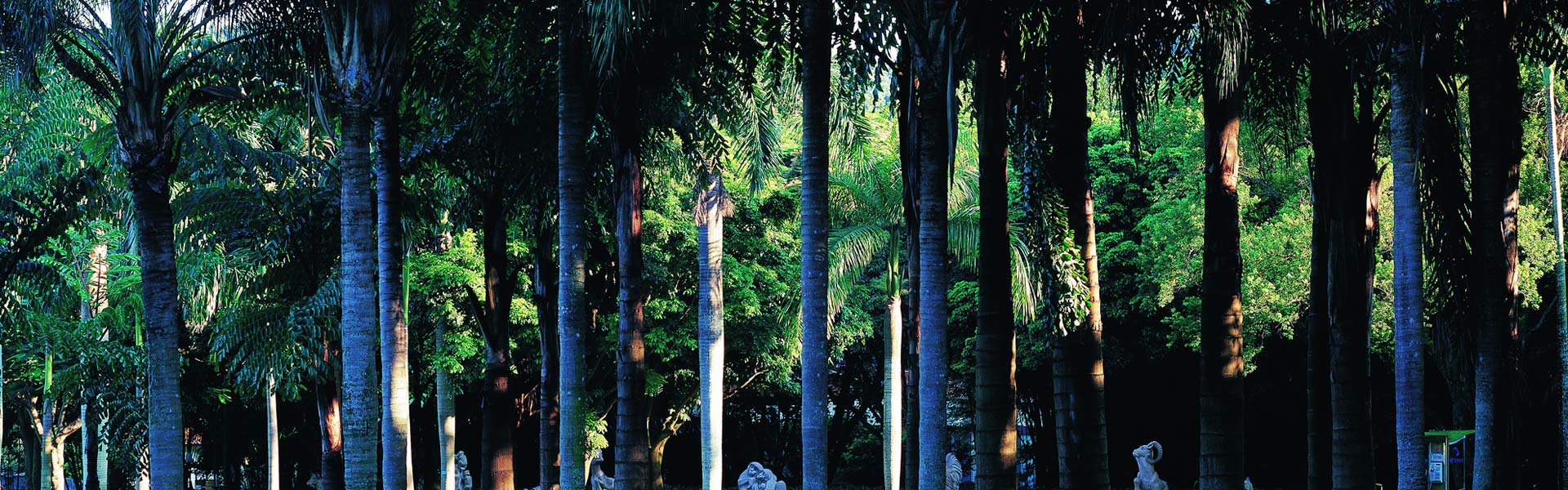 深圳市中國科學院仙湖植物園