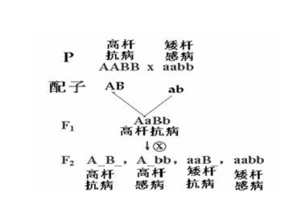 雜交育種