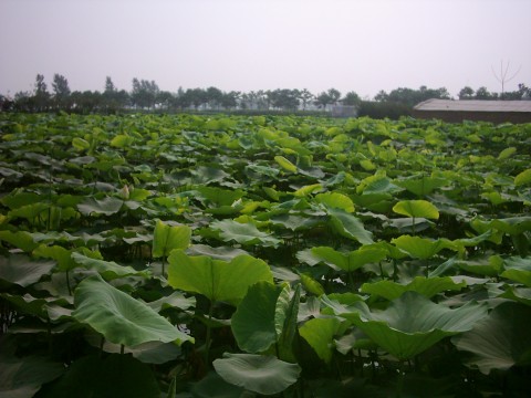 蓮魚共養基地