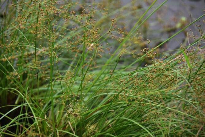 水虱草(莎草科飄拂草屬植物)