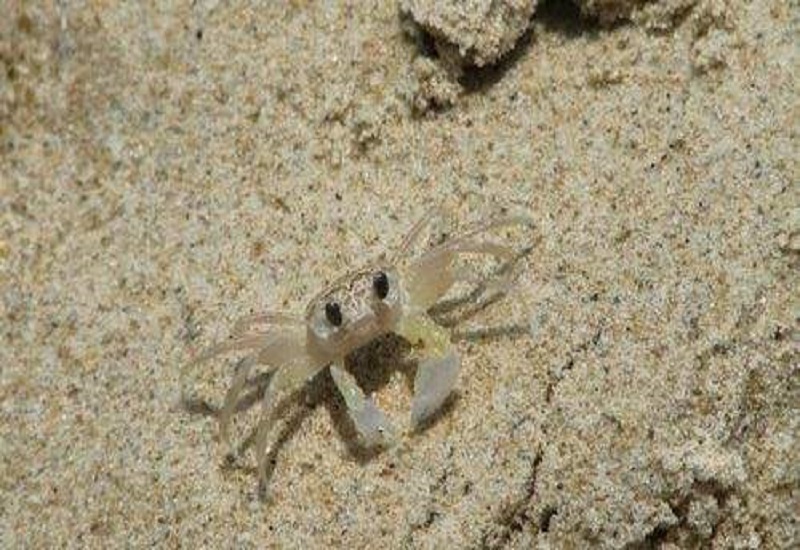 臨時性浮游生物