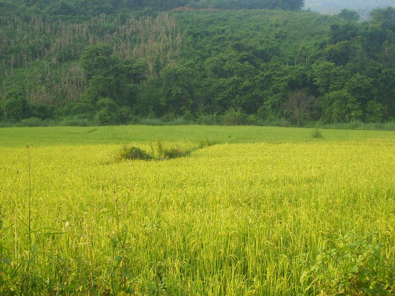 黃蓮山村