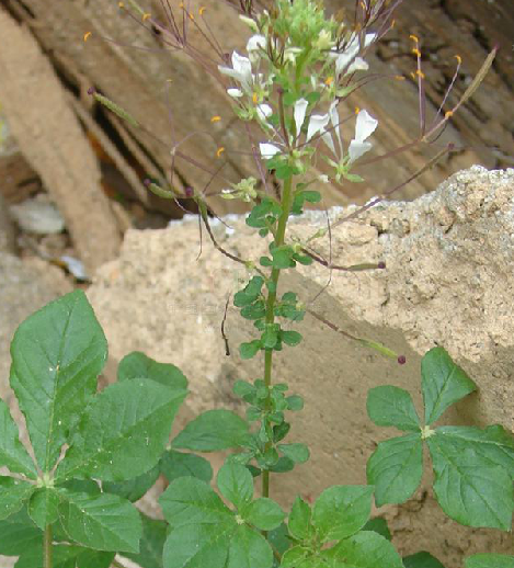 白花菜