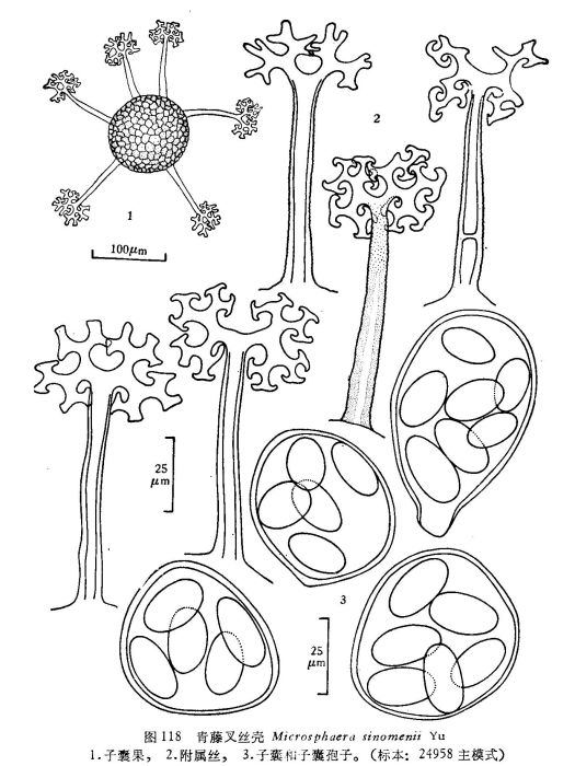 青藤叉絲殼