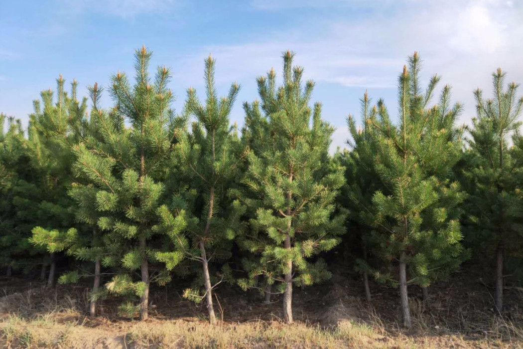 樟子松守虎山家系15號