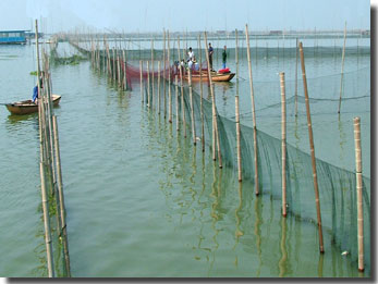 滆湖魚場