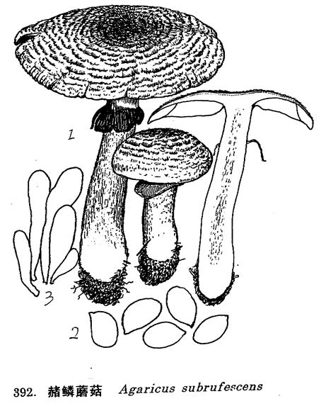 赭鱗蘑菇