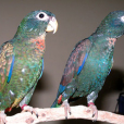 青銅翅鸚鵡(彩虹鳥（鳥類動物）)