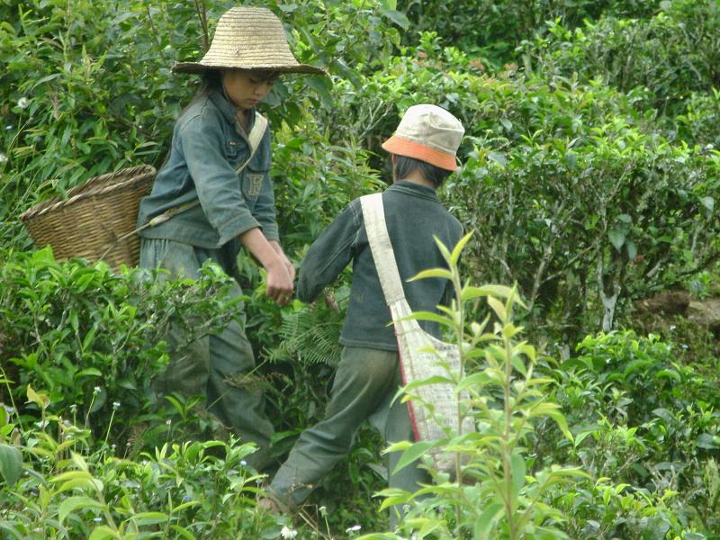 茶葉種植