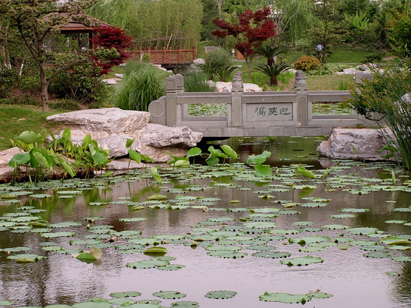 莘莊公園荷花池