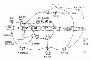 甘油三酯代謝過程