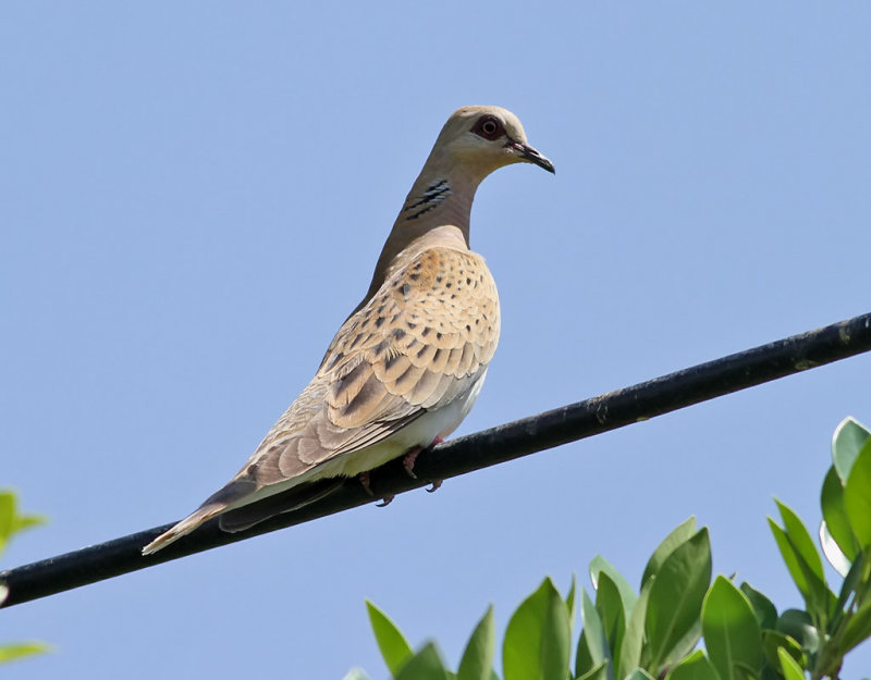 歐斑鳩尼羅河亞種