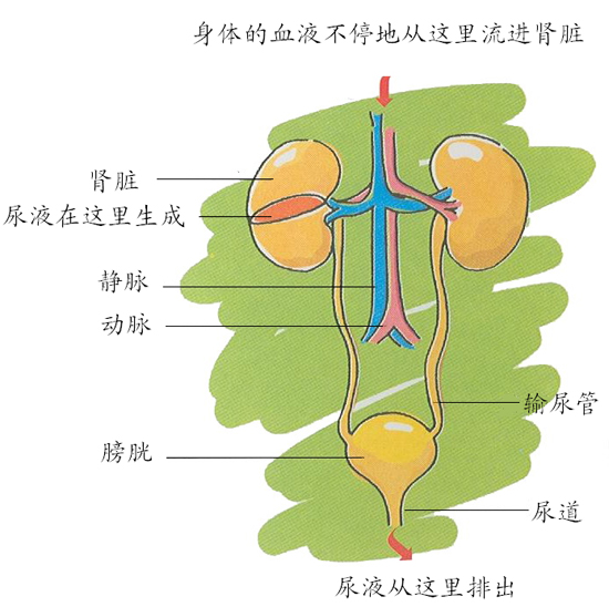 腎衰