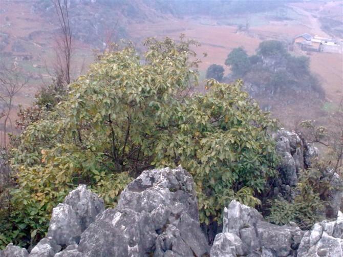 獻雞村