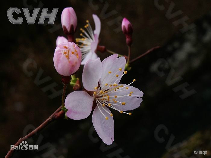 櫻桃花(櫻桃花植物花朵)