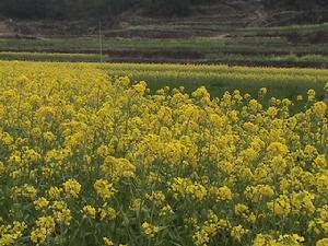 陳漢鄉油菜花