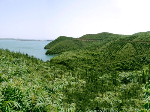 水源涵養林