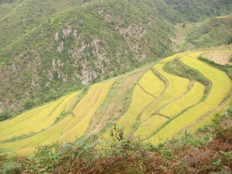 基本農田