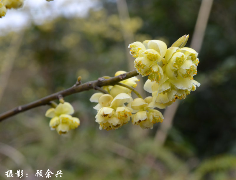 釣樟