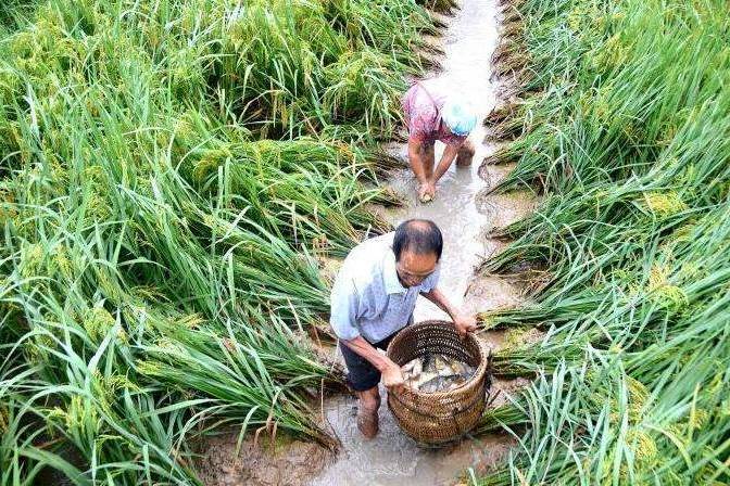 稻漁綜合種養(現代養殖技術)