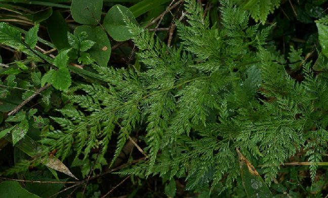 小葉金花草