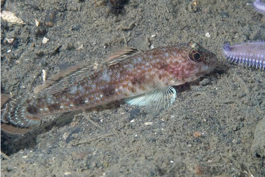 粗棘鰕虎魚屬