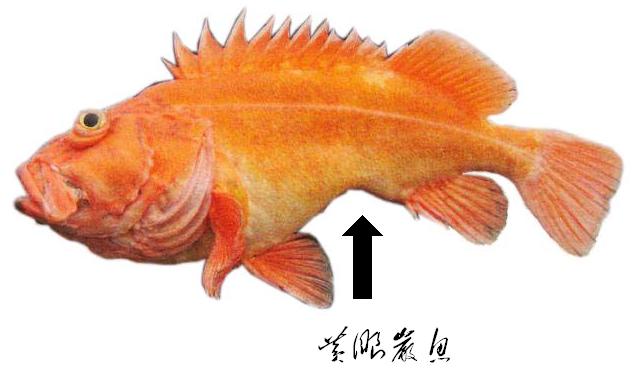 岩魚