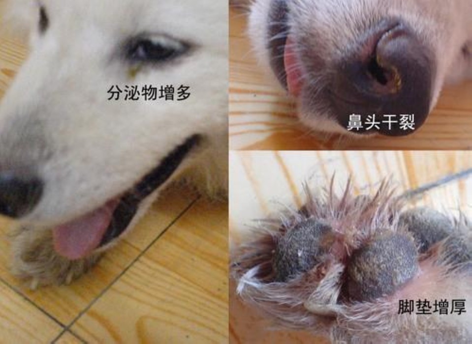 犬瘟熱病毒