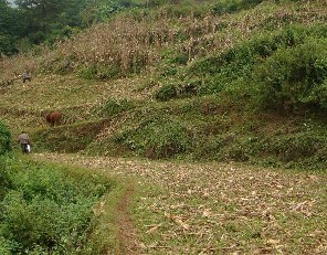 本村耕地