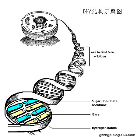 示意圖