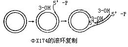 滾環模型