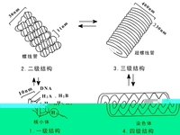 染色體遺傳學說