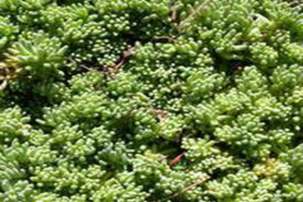 Sedum pallidum var. bithynicum