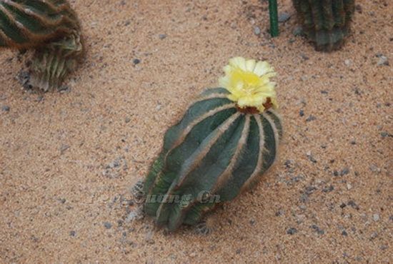 大興花卉園