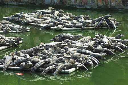 中國鱷魚湖