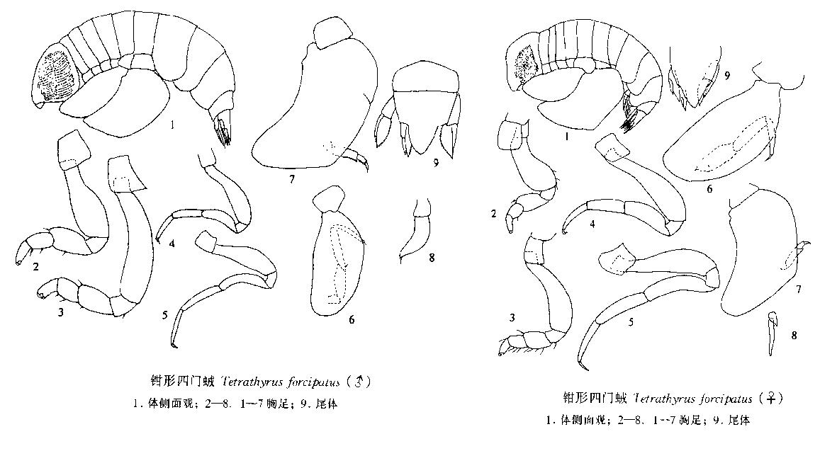 鉗形四門戎