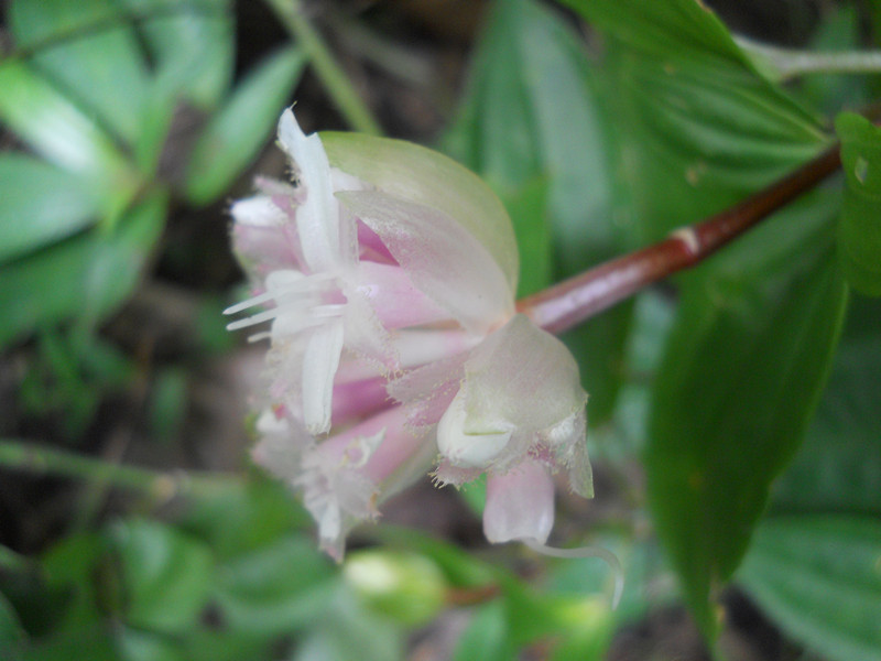 峨眉異藥花