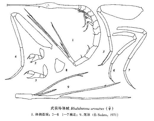 武裝棒體戎