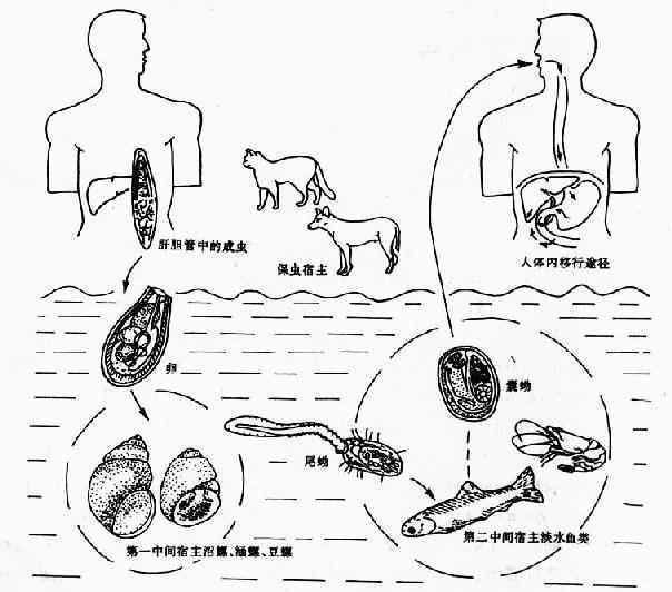 胰闊口吸蟲