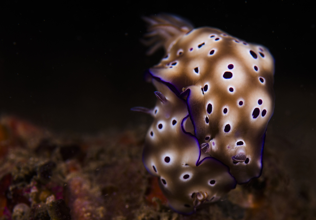 海兔(海洋生物)