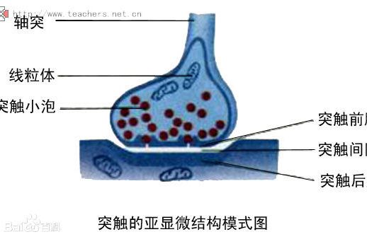 再攝取